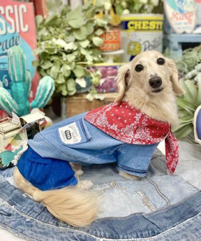 わかくさ＊さくらの ロンパース ミニピンver - 犬用品