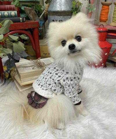 デワン | 愛犬とママ パパのお揃いコーデも取り扱う犬服通販サイト