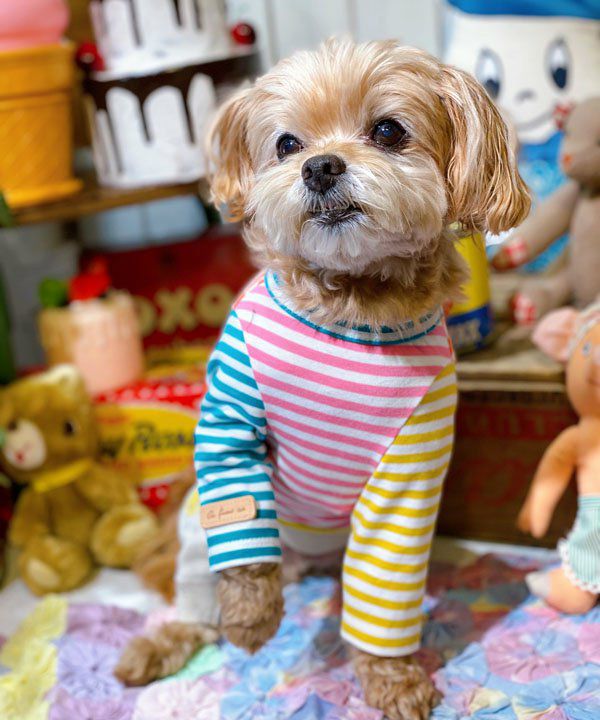 Nカラフル♪ロンT | AS KNOW AS オンラインショップ