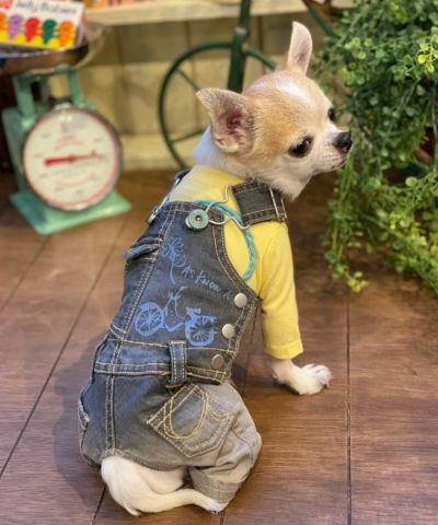 ＬｕｃｋｙサロペＰＴ