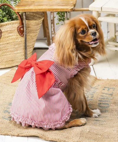 人気ブランド チェリーギンガムOP | オンラインショップ AS KNOW AS 犬服・アクセサリー
