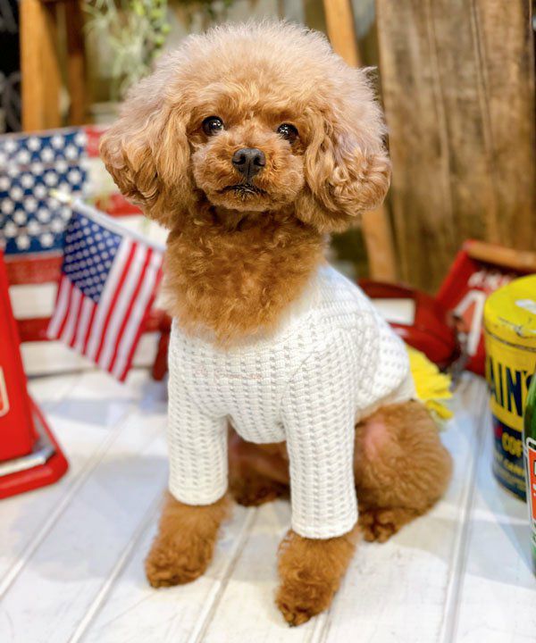 [新品未使用] アイスドッグ柄Tシャツ & ロングパンツ上下セット オフホワイト NビックワッフルロンT | AS KNOW AS オンラインショップ