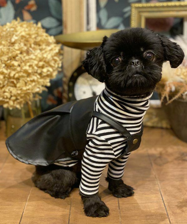 犬　ペット　洋服　asknowasdewan フェイク　レザー　キャミ　ブラック 犬 ペット 洋服 asknowasdewan フェイク レザー キャミ ブラック