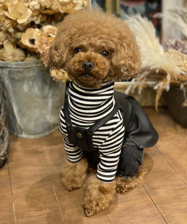 犬　ペット　洋服　asknowasdewan フェイク　レザー　キャミ　ブラック フェイクレザーキャミOP | AS KNOW AS オンラインショップ
