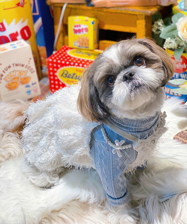 犬　ペット　洋服　asknowasdewan フェザー　バルーン　キャミ　1号 フェザーバルーンキャミ | AS KNOW AS オンラインショップ