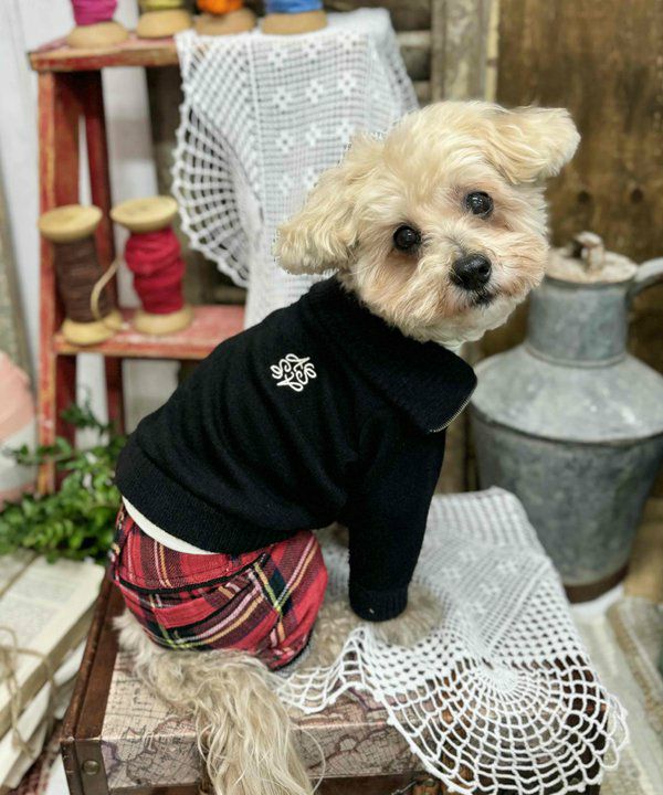 韓国 ロゴワンピース[NICK&NICOLE] COTTON OVEROLL DRESS Eco Sasha Jewel Sweater Dress | GUESS