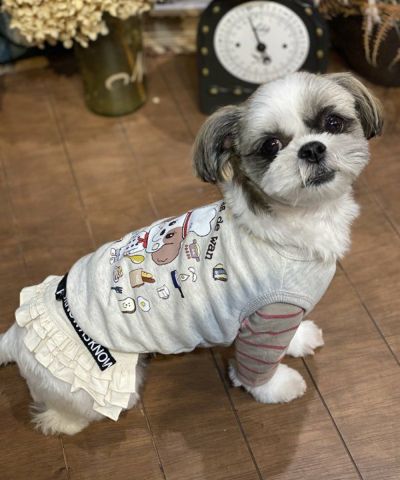 クッキングＤＯＧ☆ＶＴ