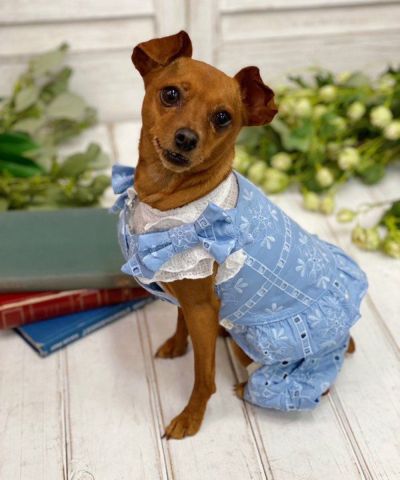 デワン | 愛犬とママ パパのお揃いコーデも取り扱う犬服通販サイト