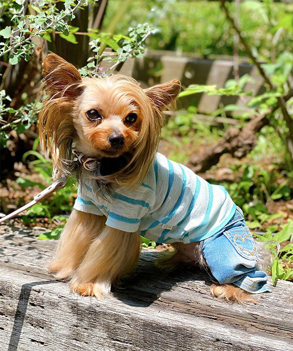 デワン | 愛犬とママ パパのお揃いコーデも取り扱う犬服通販サイト