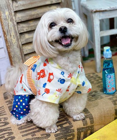 ＨＡＰＰＹハッピ