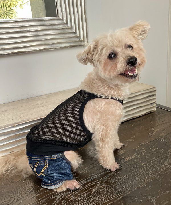 デワン | 愛犬とママ パパのお揃いコーデも取り扱う犬服通販サイト