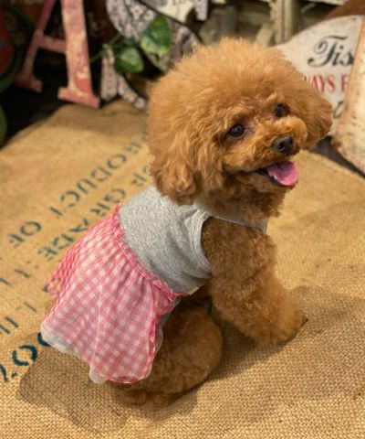 デワン | 愛犬とママ パパのお揃いコーデも取り扱う犬服通販サイト