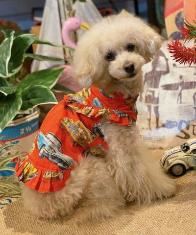 犬服・アクセサリー asknowasdewan SD デワン | 愛犬とママ パパのお揃いコーデも取り扱う犬服通販サイト