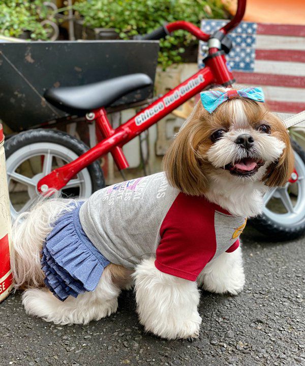 完売品❗️新品フレッシュORT ターコイズasknowasdewan デワン | 愛犬とママ パパのお揃いコーデも取り扱う犬服通販サイト