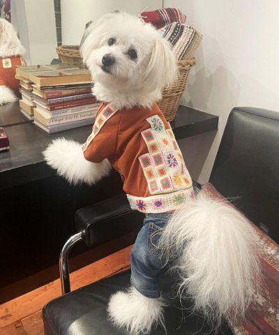 asknowasdewan ママとお揃いワンピ　セット販売⭐︎ デワン | 愛犬とママ パパのお揃いコーデも取り扱う犬服通販サイト