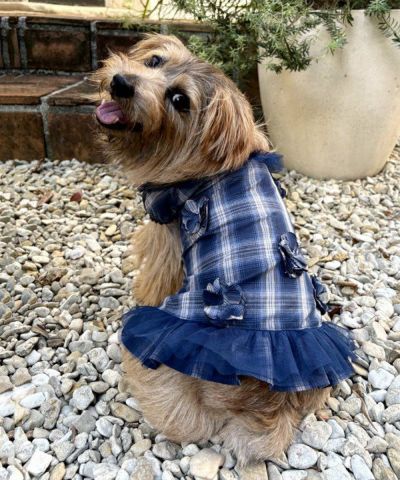 アズノゥアズデワンNキラキラT3点おまとめ デワン | 愛犬とママ パパのお揃いコーデも取り扱う犬服通販サイト