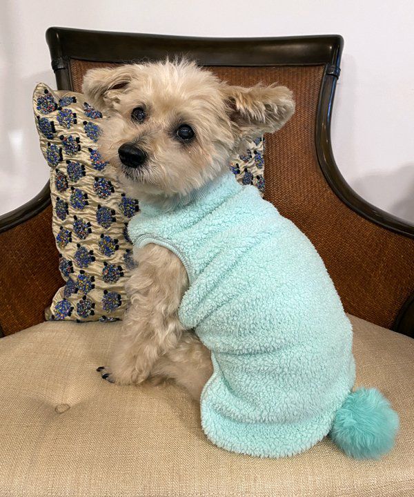 as know as de wan ＮダンガリーＭＩＸＳＨ デワン | 愛犬とママ パパのお揃いコーデも取り扱う犬服通販サイト