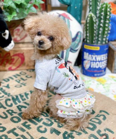 N親愛なるチェノアT | AS KNOW AS オンラインショップ