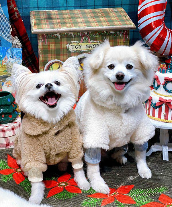 テディーカラーポンチョ 楽天市場】【送料無料】2025 AW WOOL 7color テディ ケープ ポンチョ