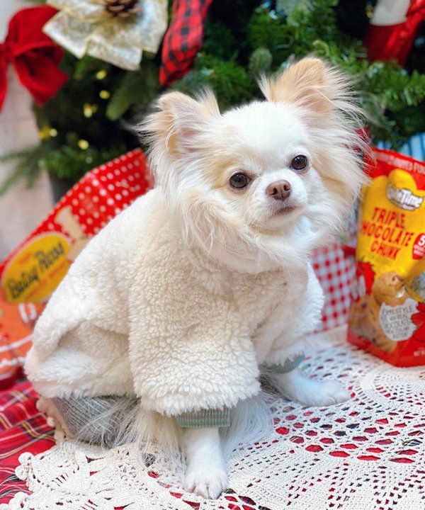 テディベアポンチョ | AS KNOW AS オンラインショップ