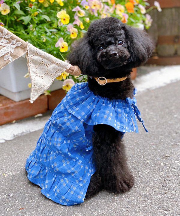 ブルーチェック