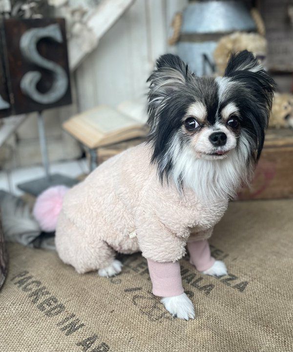 森のくまちゃん☆ロンパ | AS KNOW AS オンラインショップ