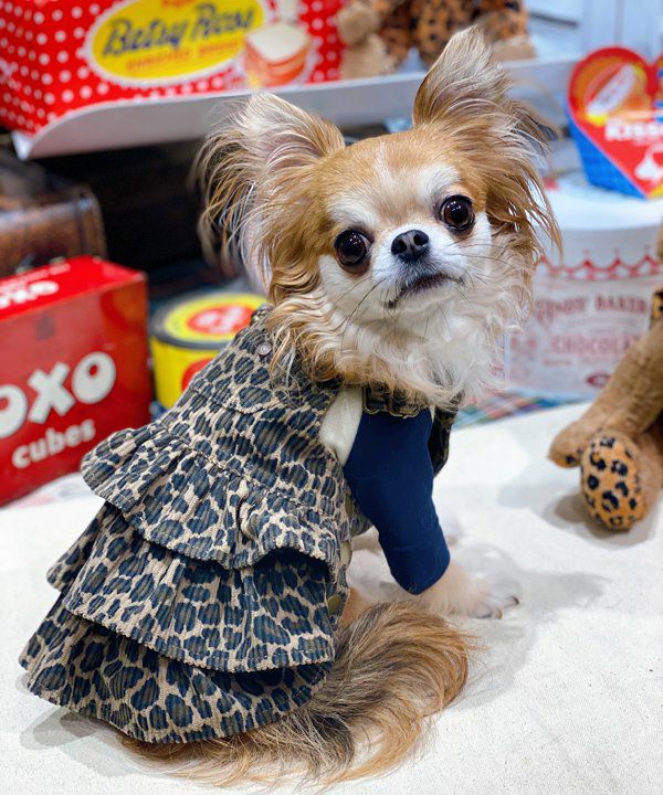 レオパード柄サロペSK | AS KNOW AS オンラインショップ